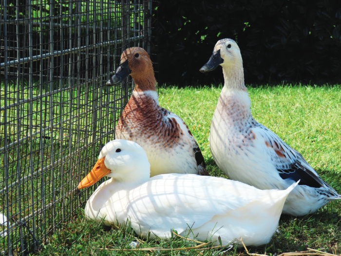acquiring-adult-ducks